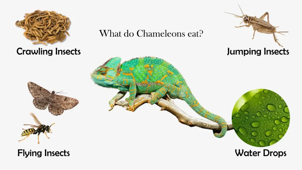 The Diet of Chameleons: What Do They Eat?