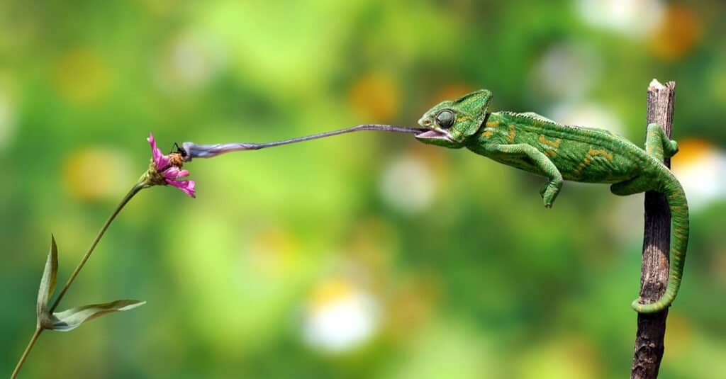 The Diet of Chameleons: What Do They Eat?